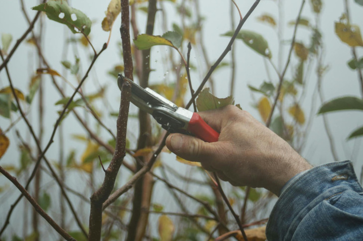 General rules for correct pruning