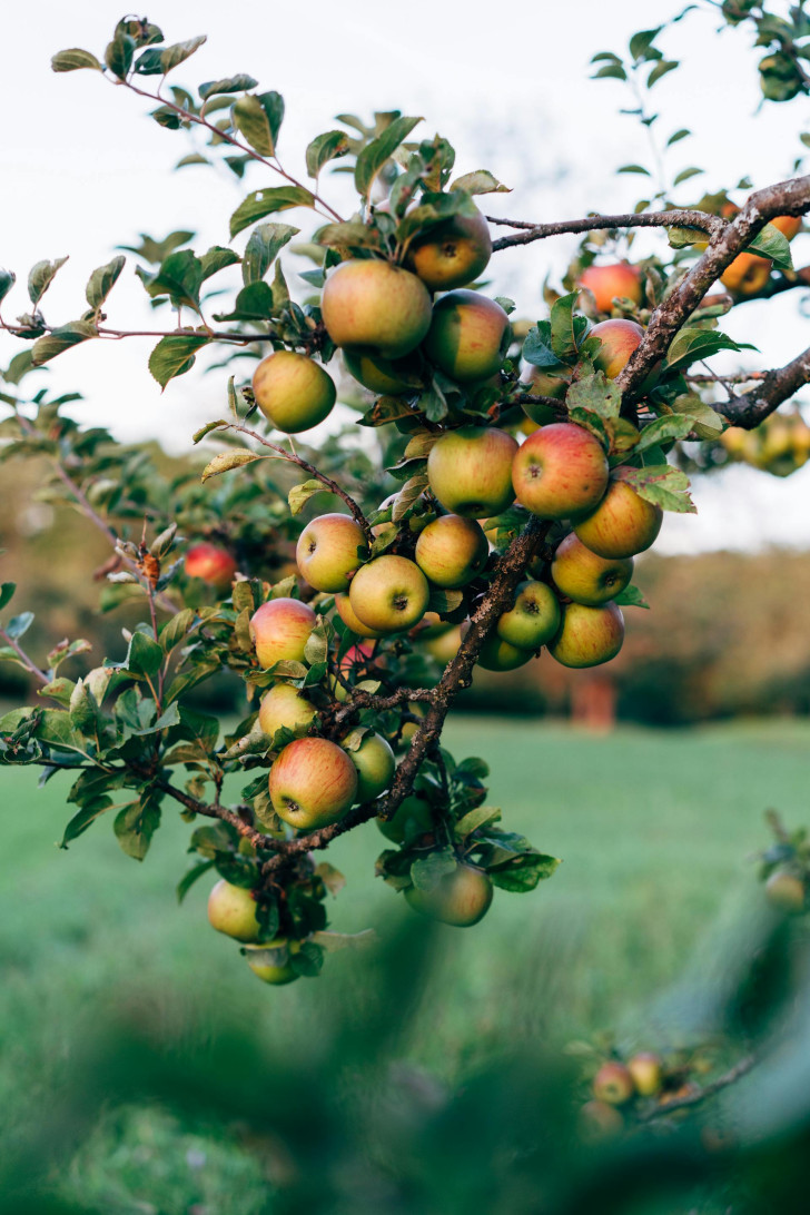 Regler för en korrekt beskärning av äpple- och päronträd