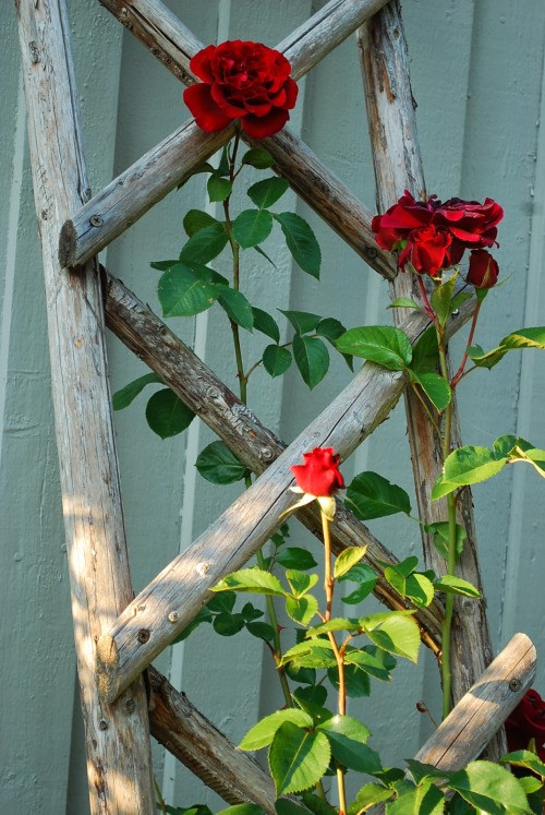 3. Trellis of branches for your roses
