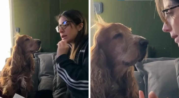 Quando il cane sembra capire tutto: il video virale di una studentessa