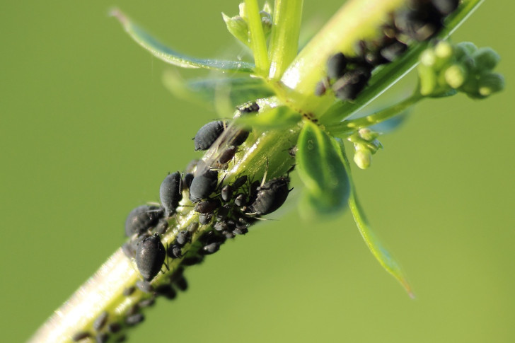 1. Aphids