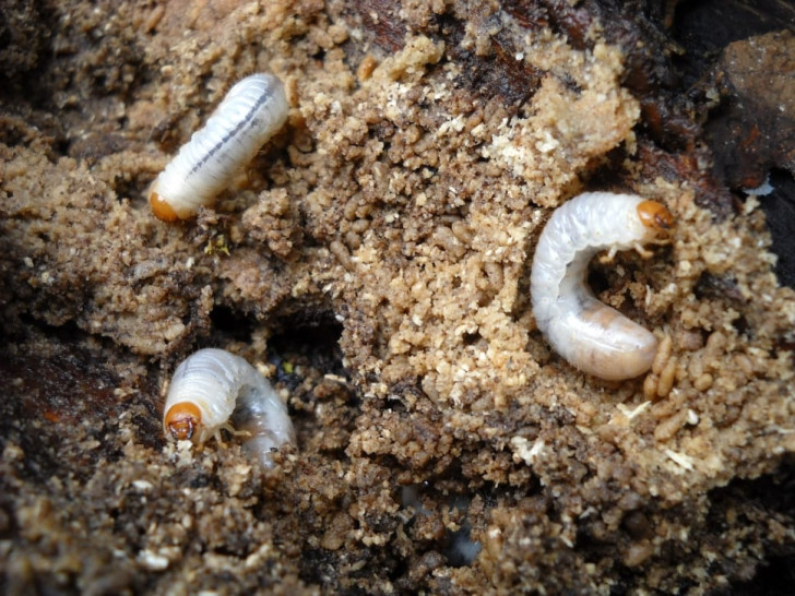 4. White larvae