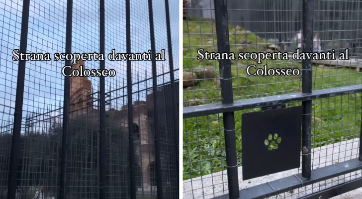 “Da anni c’è una colonia felina, protetta e controllata”: i commenti al video virale del Colosseo