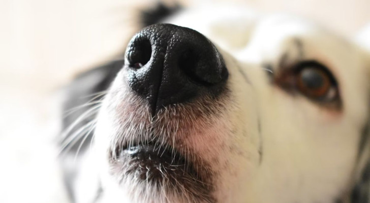 Perché alcuni odori non piacciono ai cani?