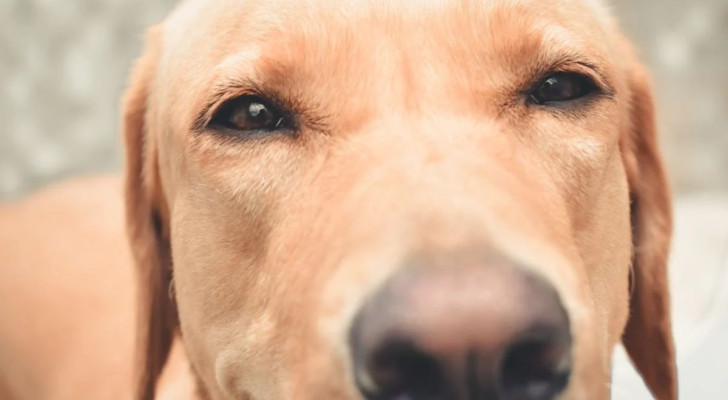Ecco i 5 odori che i cani proprio non sopportano