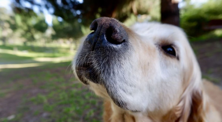 Ci sono odori che i cani amano?