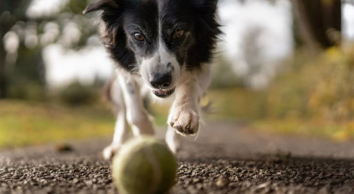 Ecco le 5 razze di cani più energiche: compagni perfetti per lo sport all’aria aperta