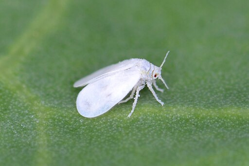 How to identify whiteflies