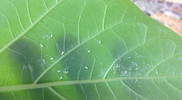 Hoe witte vliegen van planten verwijderen