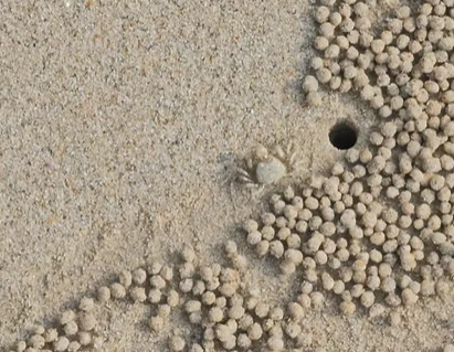 Il granchio gorgogliatore di sabbia, un vero artista