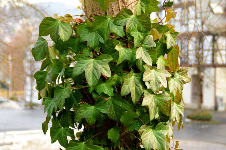 Ivy: a very strong climbing plant