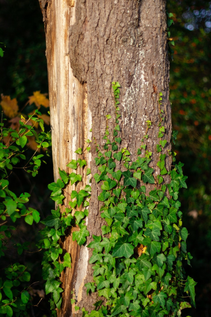 How to manage ivy on fruit trees