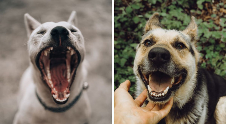 Come si manifesta il mal di denti del cane?