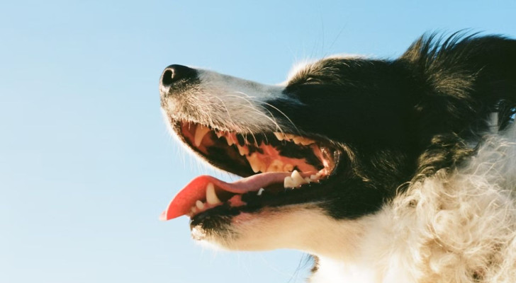 Cosa fare per il mal di denti del cane?