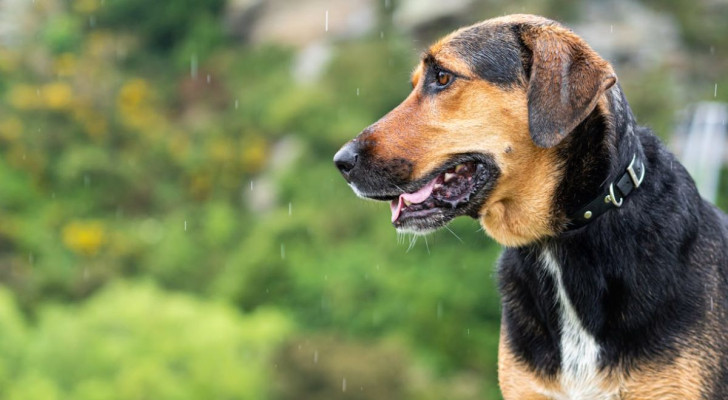 Prendersi cura del cane quando piove: i rischi da considerare