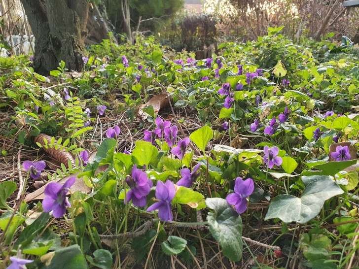 I vantaggi delle violette in giardino