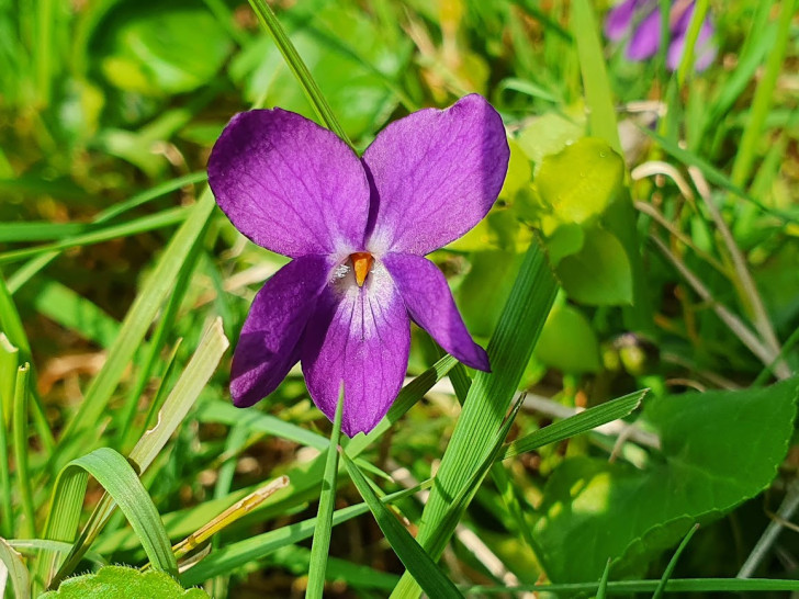 Why do many remove violets from their gardens?