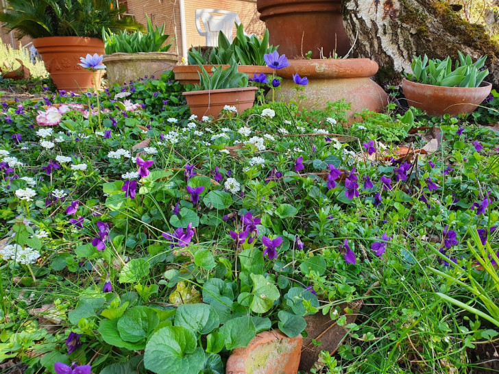 Why keep violets in the garden?