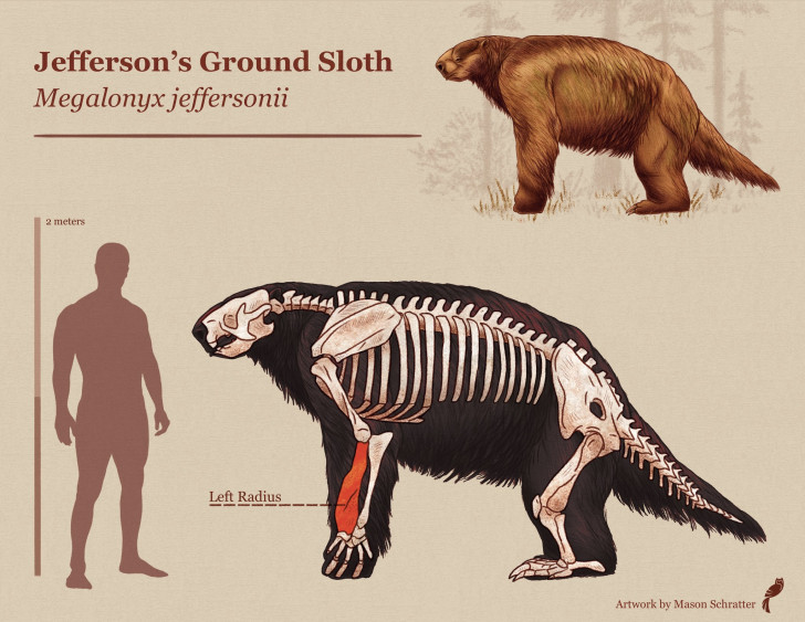 Le paresseux de Jefferson, un géant du passé