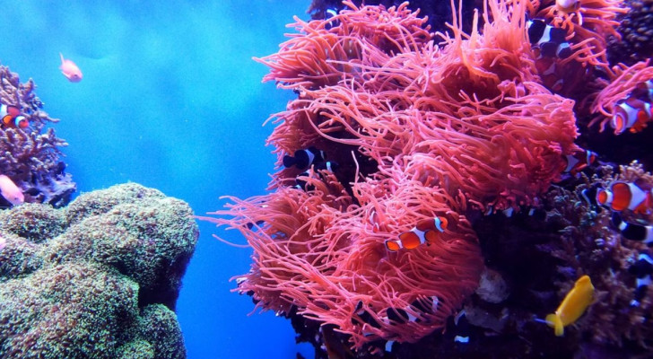 De geluidsvariaties van het koraalrif