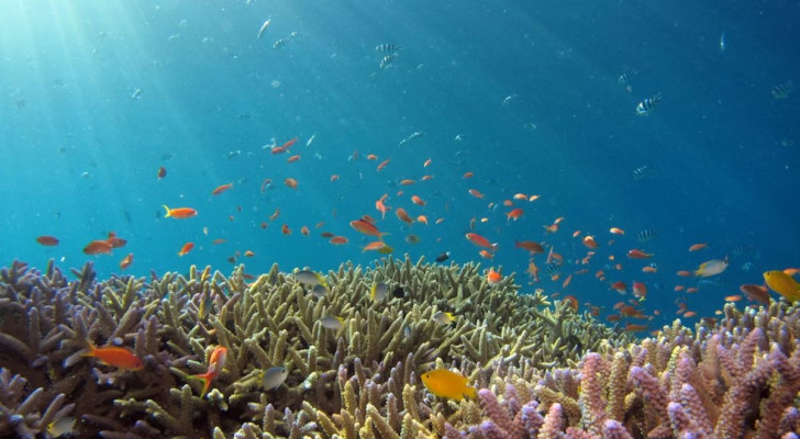 Övervakning av korallreven för att ge dem ett bättre skydd