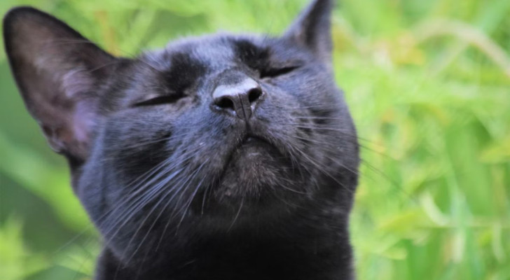 Quanto è importante l’olfatto nei gatti?