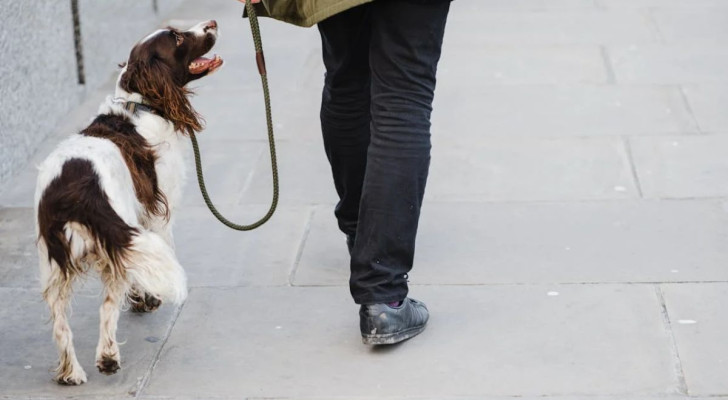 Come affrontare i problemi durante le passeggiate con il cane?