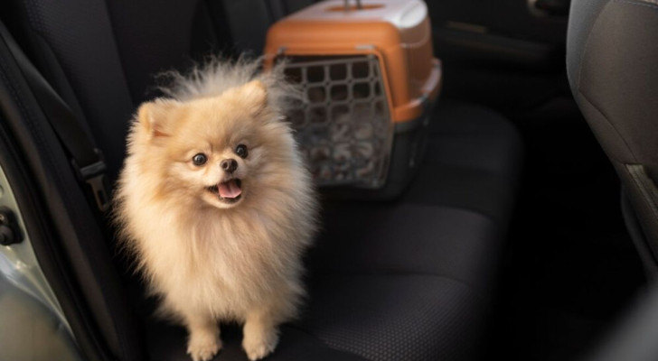 Come togliere il pelo del cane dai sedili dell’auto?