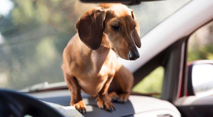 Altre soluzioni per rimuovere i peli del cane dall’auto