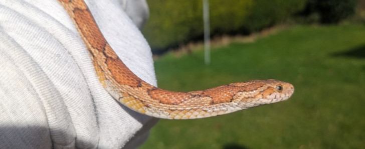 Agnus, il serpente scomparso di casa da un anno