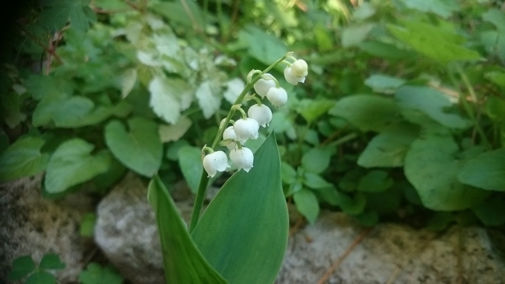 The symbolism of the Lily of the Valley