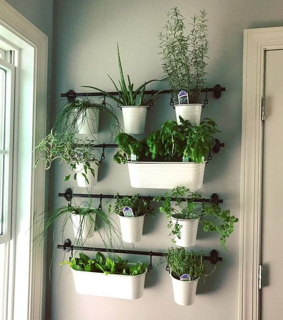 potten met aromatische planten aan de muur
