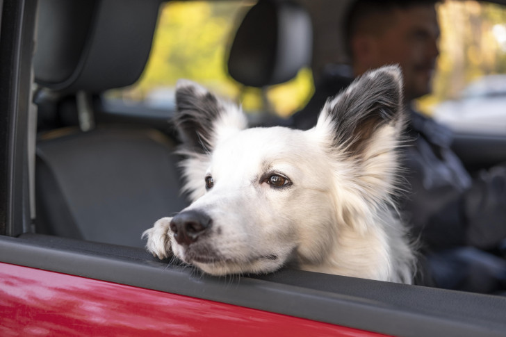 I sintomi che palesano il mal d'auto nei cani