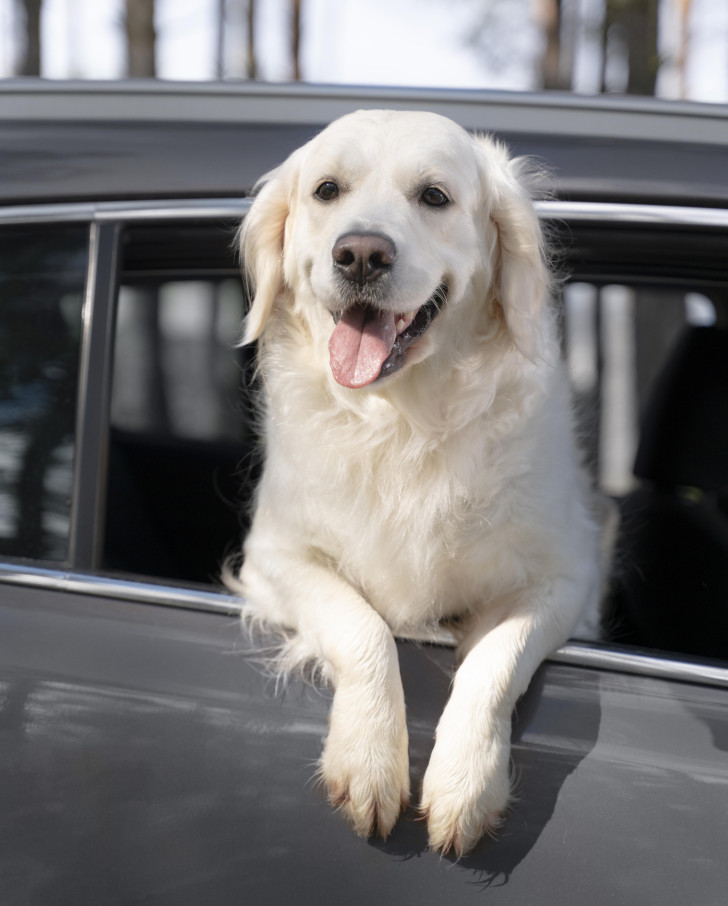 I rimedi per non far vomitare il tuo cane in macchina