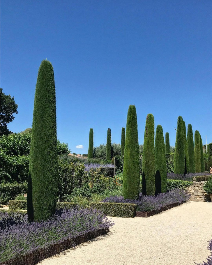 a garden with cypresses and lavender