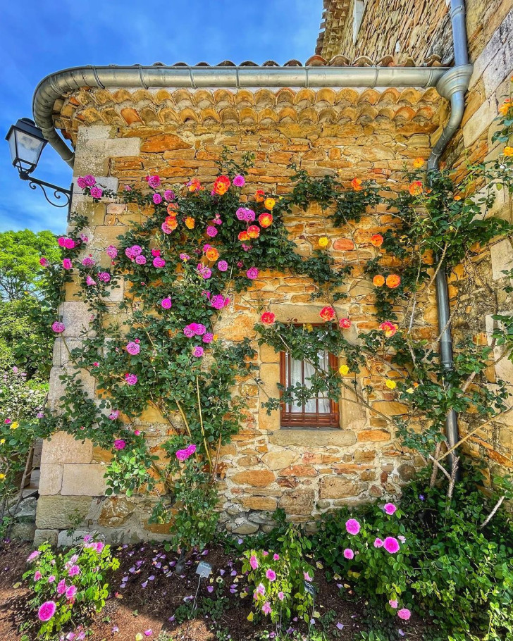 climbing rose plants on the exterior stone wall of a Provençal house