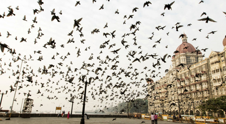 Die Strategie der Grackles in der Stadt: Risikosensibilität