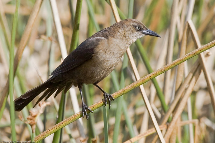 Risicobewuste dieren bestaan samen met mensen