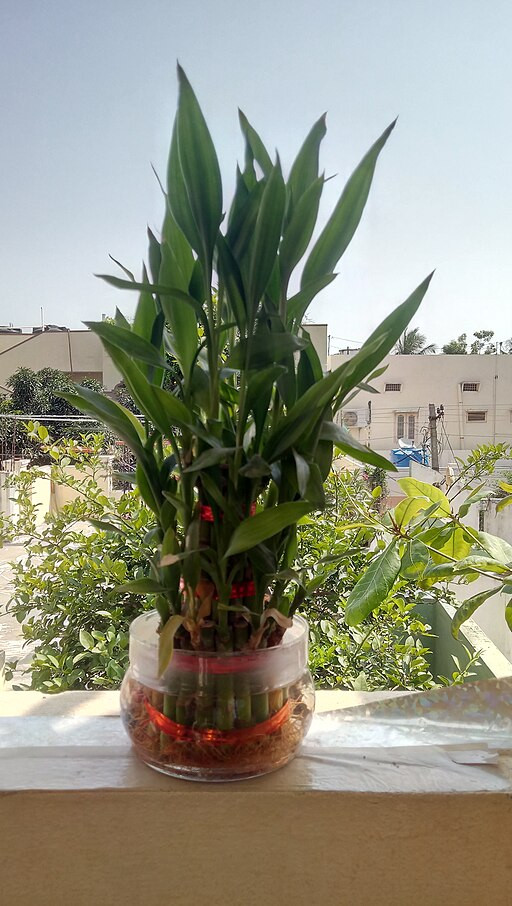 a bamboo plant in a pot