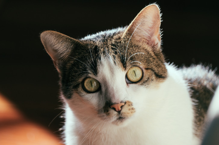 Il potere dei gatti: possono avvertire presenze sovrannaturali?