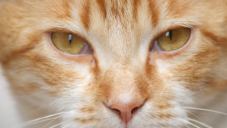 I gatti sono in grado di avvertire le malattie negli uomini?