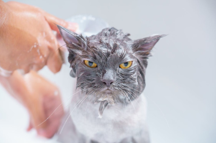 Le indicazioni da seguire per lavare correttamente il proprio gatto