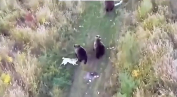 L'husky scappato di casa mentre gioca con gli orsi