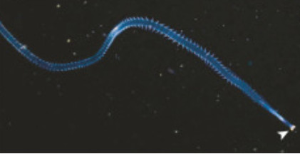 Vanadis worm