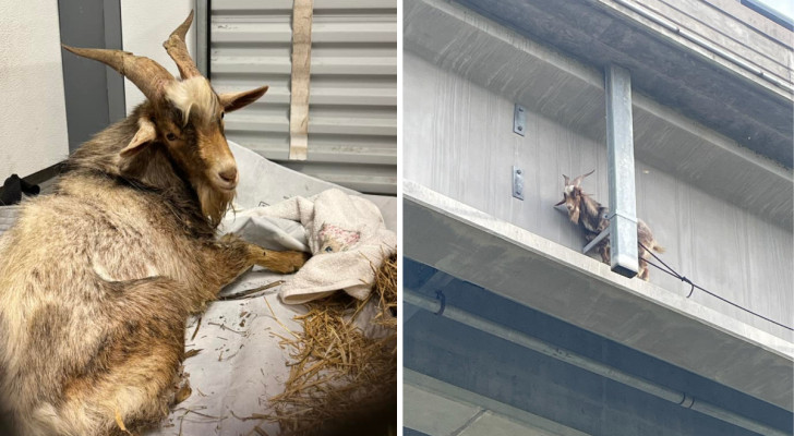 La capra Jeffrey dopo al sicuro dopo il salvataggio