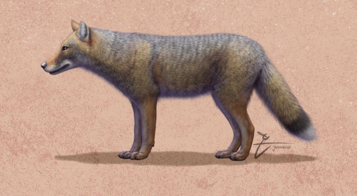 Künstlerische Darstellung des ausgestorbenen Fuchses