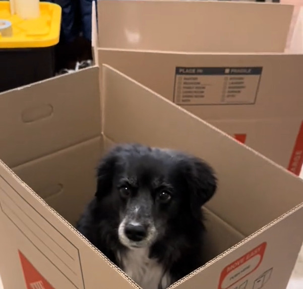 La cagnolina Izzy salta dentro uno scatole per non essere dimenticata