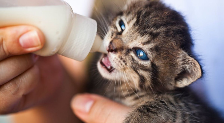 Gattino che beve il latte da un biberon specifico per animali