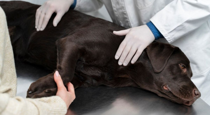 Cane dal veterinario per la sterilizzazione