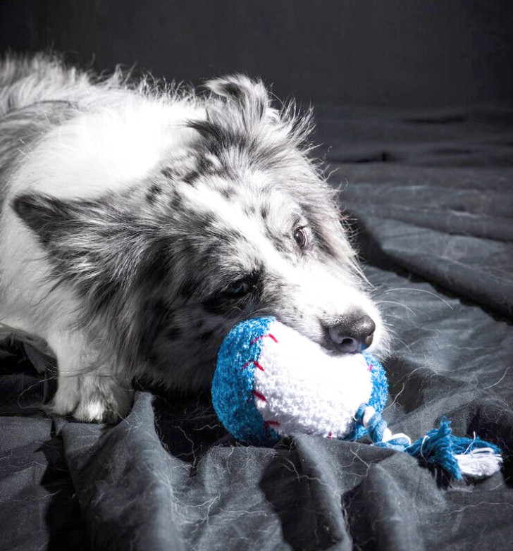Un cane si rilassa grazie alla masticazione di un giocattolo